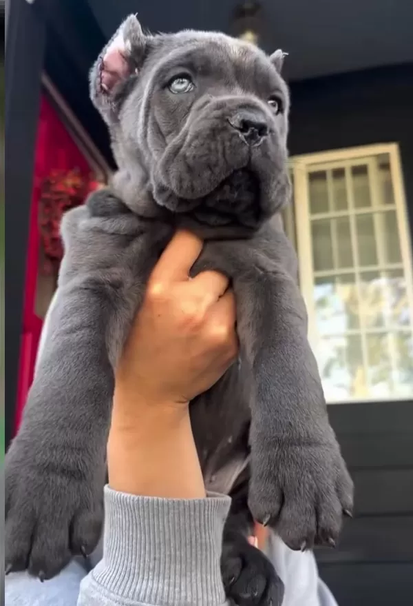 Evinizin Neşesi Cane Corso Bebişler Her Yere Kapıda Öde
