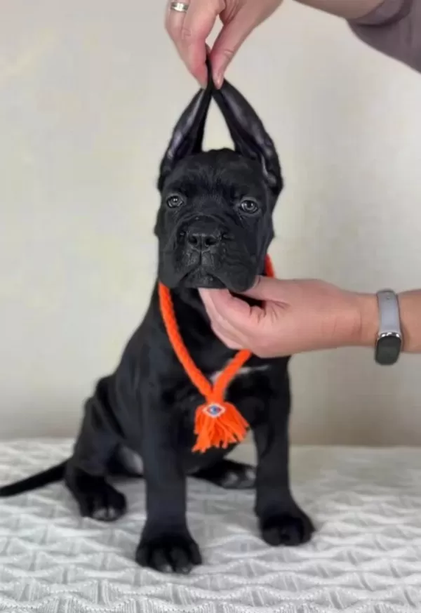 Evinizin Neşesi Cane Corso Bebişler Her Yere Kapıda Öde