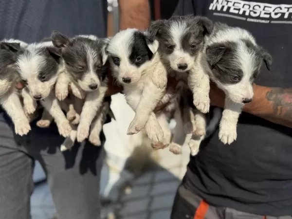 Safkan Aşılı Karneli Border Collie Yavrularımız