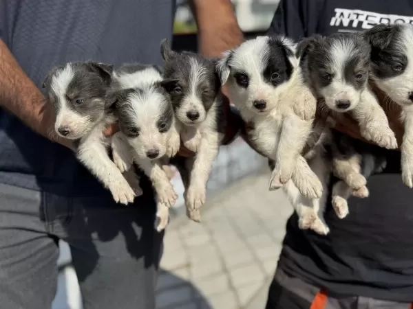 Safkan Aşılı Karneli Border Collie Yavrularımız