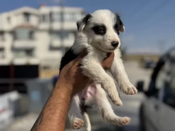 Safkan Aşılı Karneli Border Collie Yavrularımız