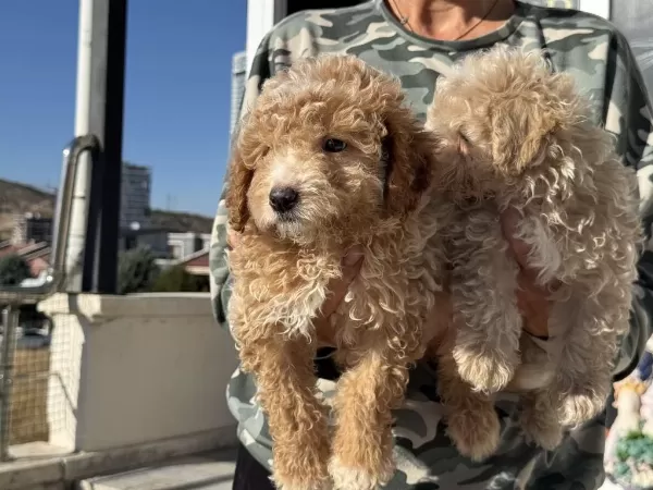 Show Kalite Poodle Ayarında Maltipoo Yavrular