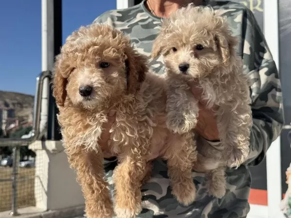 Show Kalite Poodle Ayarında Maltipoo Yavrular