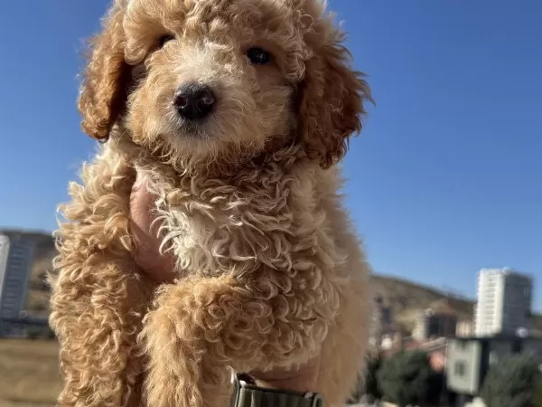 Show Kalite Poodle Ayarında Maltipoo Yavrular