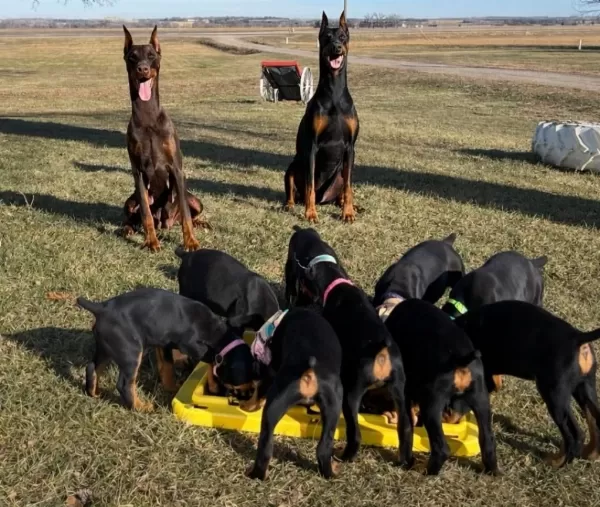 Doberman Kapıda Ödemeli Çiftlik Kredi Kartı Geçerli
