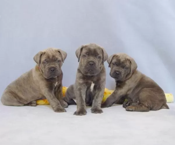 Cane Corso Kapıda Ödemeli Çiftlik Kredi Kartı Geçerli