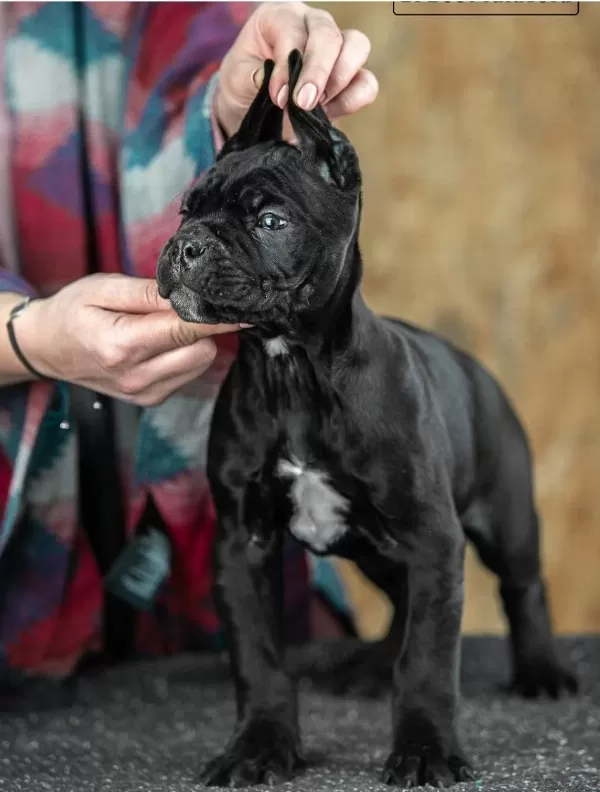 Cane Corso Kapıda Ödemeli Çiftlik Kredi Kartı Geçerli
