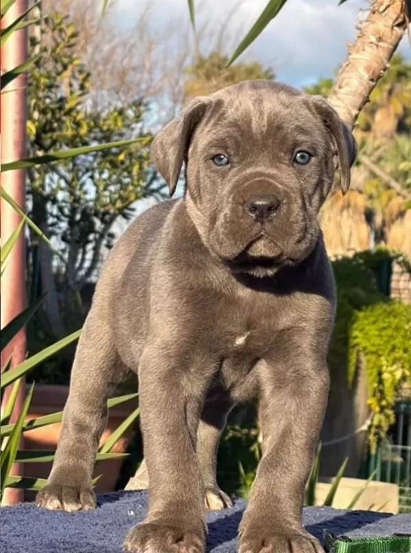 Cane Corso Kapıda Ödemeli Çiftlik Kredi Kartı Geçerli