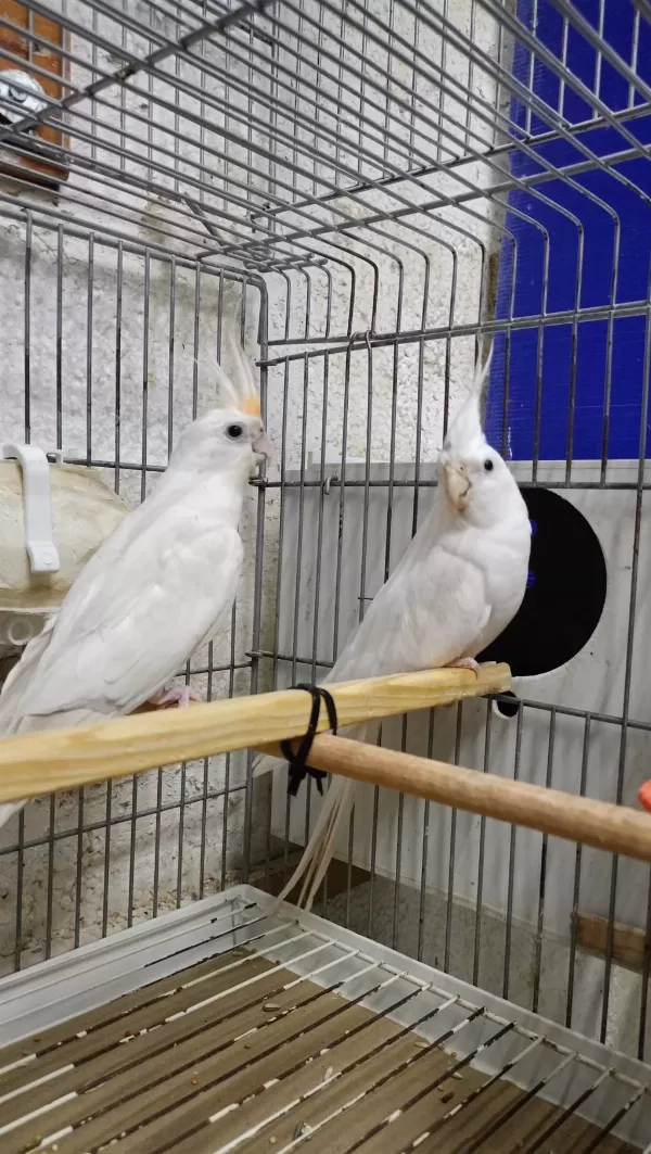 Albino Takım Sultan Papağanı