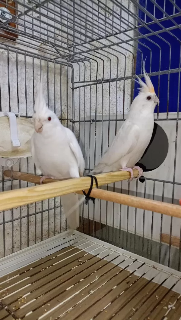 Albino Takım Sultan Papağanı