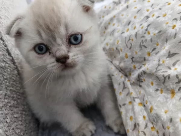 Scottish Fold Safkan