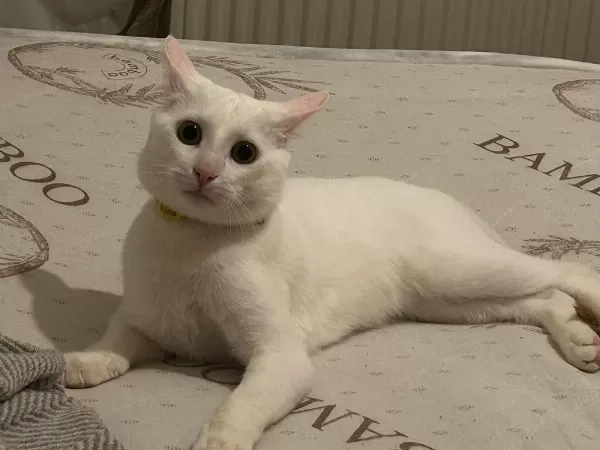 İnsan Canlısı Sevimli Kedimiz