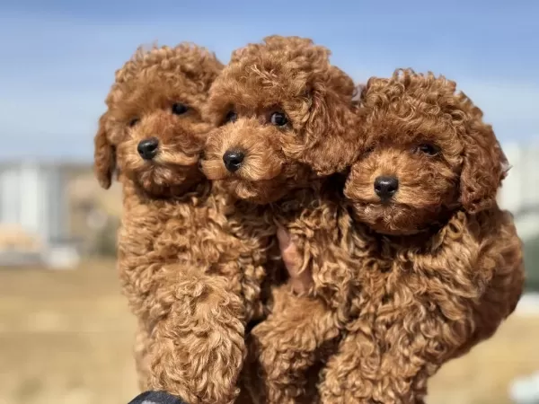 Show Kalite Red Brown Kore Toy Poodle Yavrular