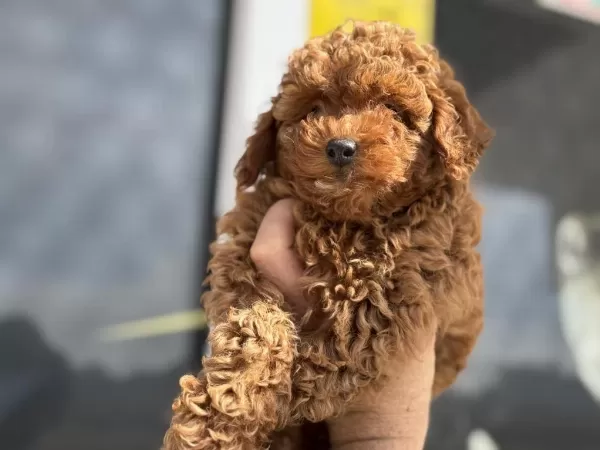 Show Kalite Red Brown Kore Toy Poodle Yavrular