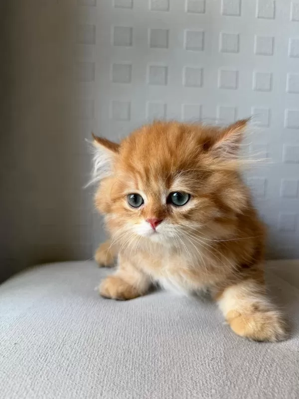 Üreticiden British Longhair Ve Shorthair Yavrular