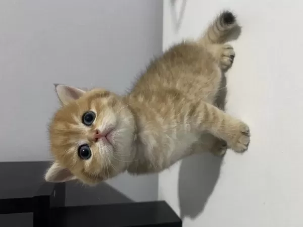 Üreticiden British Longhair Ve Shorthair Yavrular
