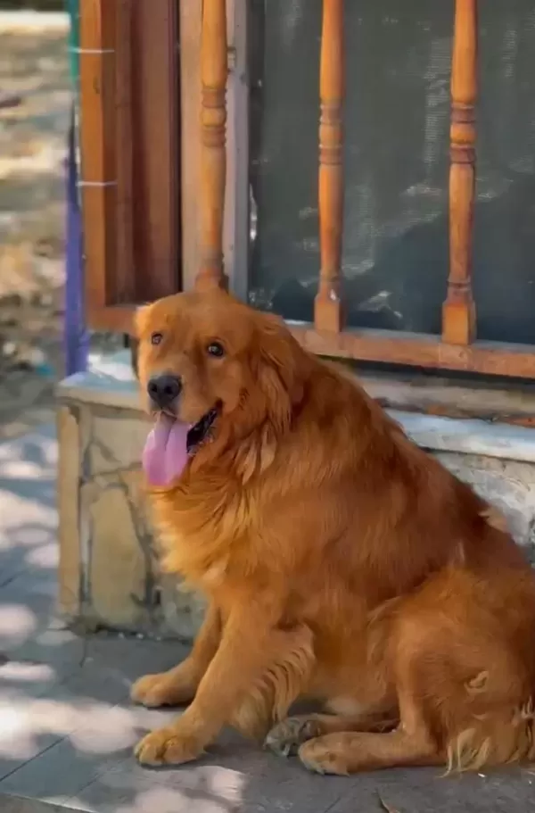 A Scrli Erkek Evde Bakilabilir Kapida Ödemeli Golden