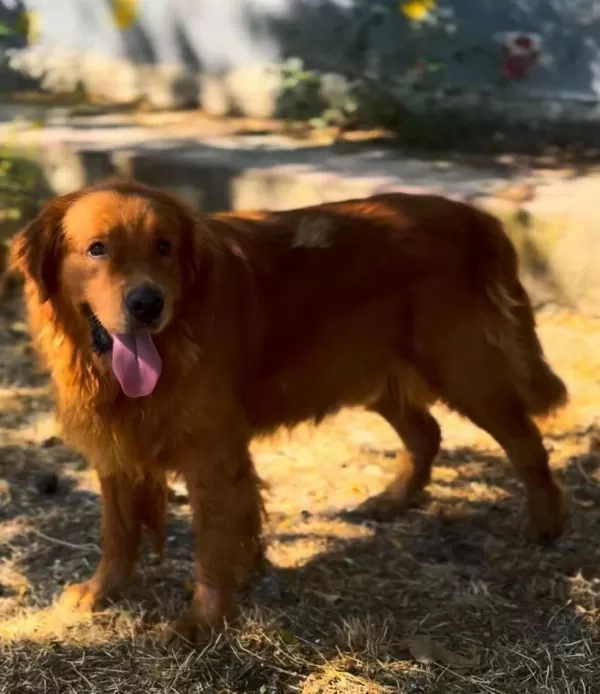 A Scrli Erkek Evde Bakilabilir Kapida Ödemeli Golden