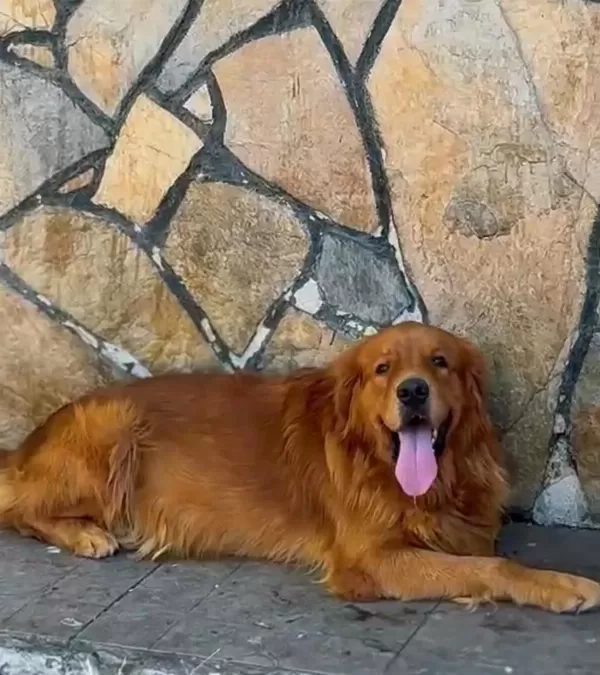 A Scrli Erkek Evde Bakilabilir Kapida Ödemeli Golden
