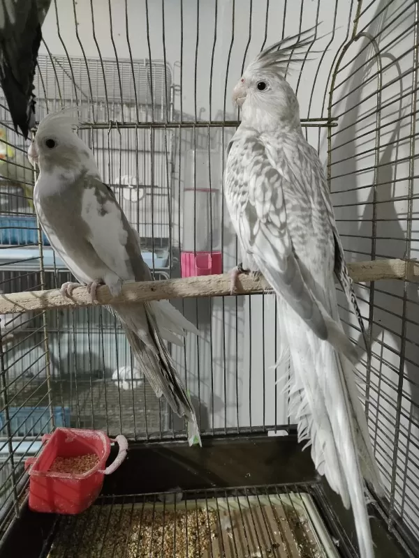 Wifi Yavru Sultan Papağanı