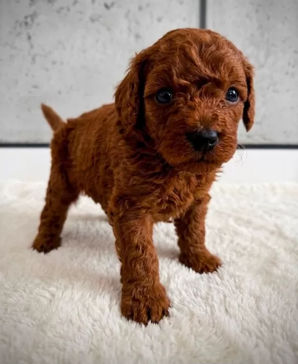 Ev Ortaminda Yetişen Toy Poodle Yavrularimiz