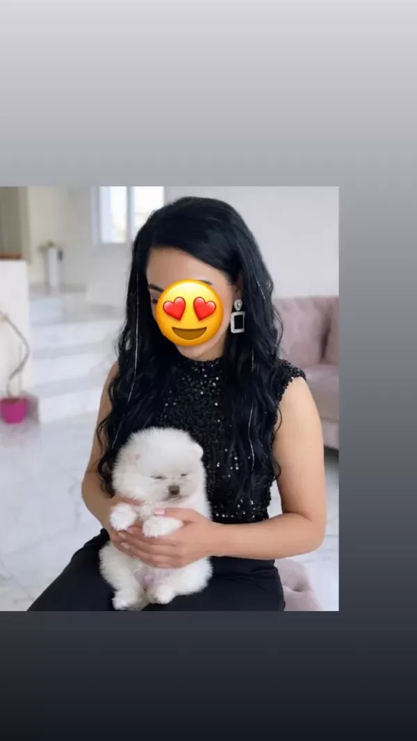 Kar Beyaz Pomeranian Boo Teddy Bear