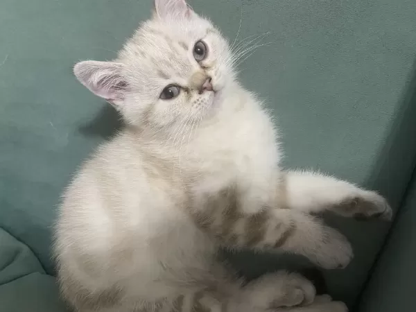 British Shorthair Erkek