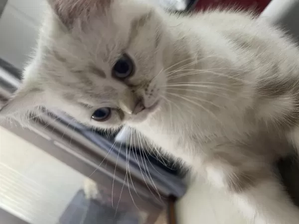 British Shorthair Erkek