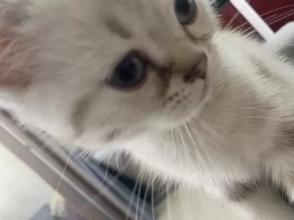 British Shorthair Erkek