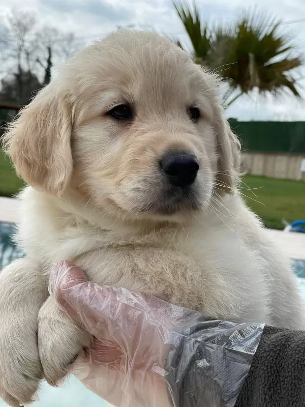 Baby Face Golden Yavruları