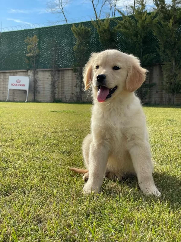 Baby Face Golden Yavruları