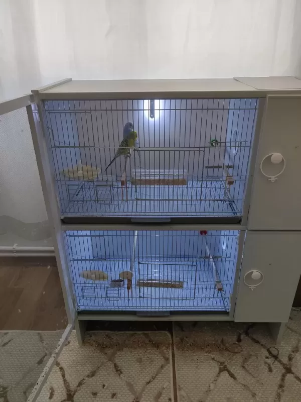 Renk Güzelleri Muhabbet Kuşu Ve Cennet Papağani