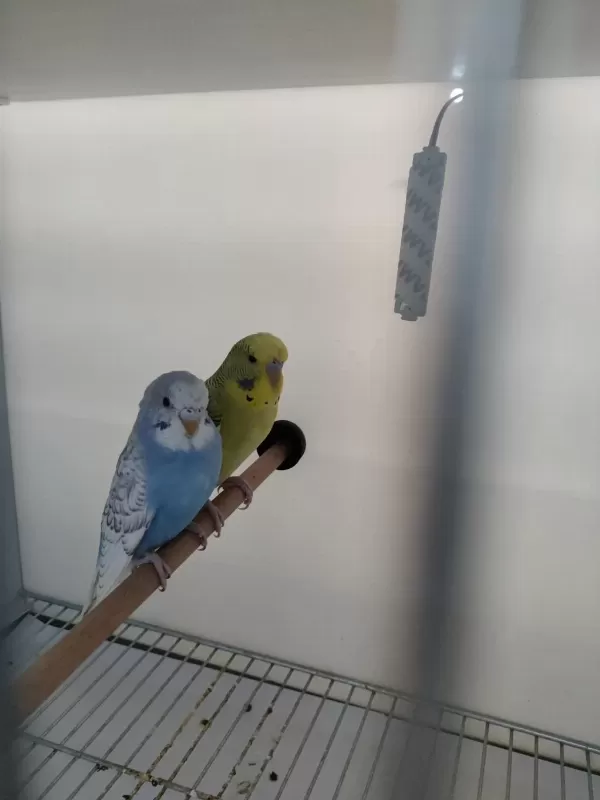 Renk Güzelleri Muhabbet Kuşu Ve Cennet Papağani