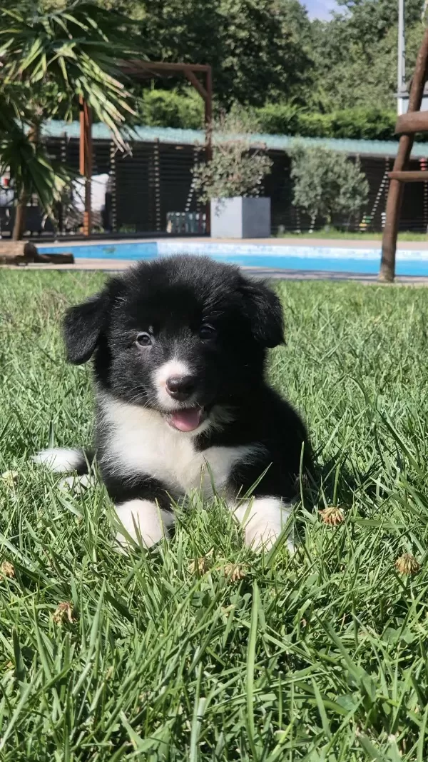 Birinci Sınıf Border Collie Yavruları