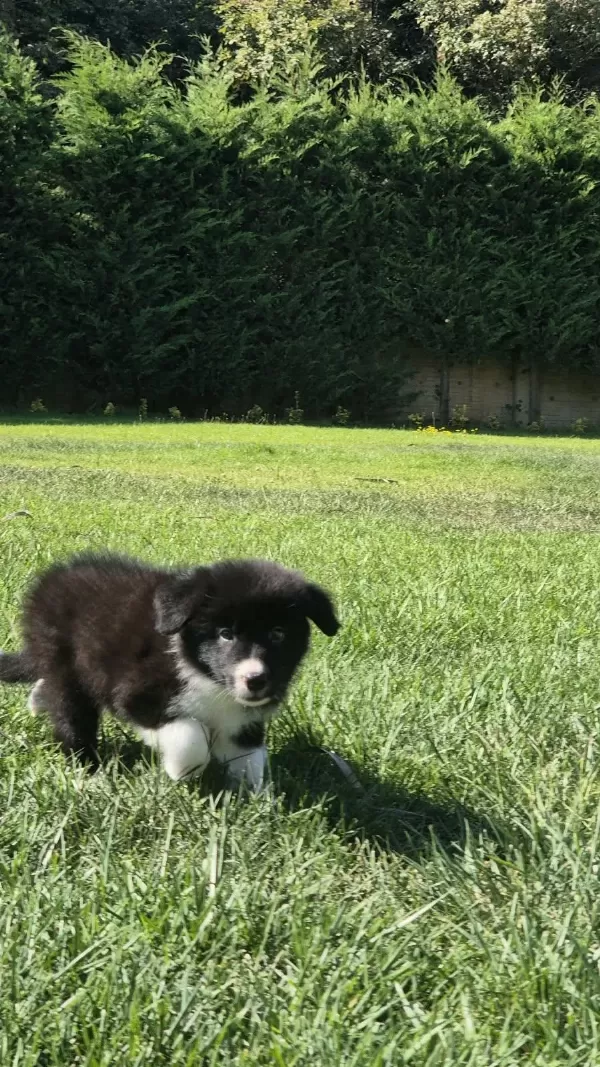 Birinci Sınıf Border Collie Yavruları