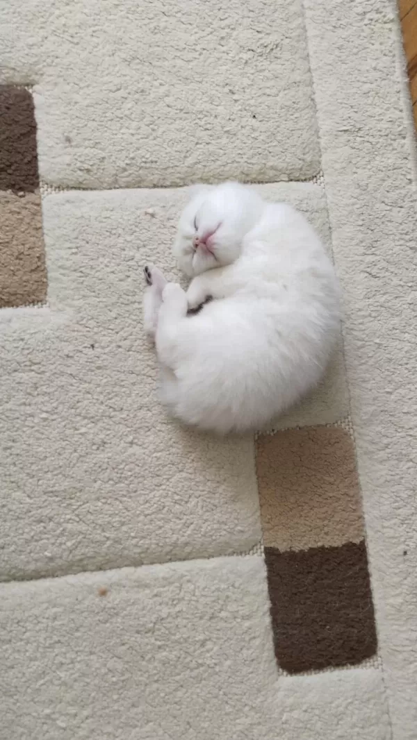 Kaçırmayın Çok Tatlı Bir Erkek Kedidir