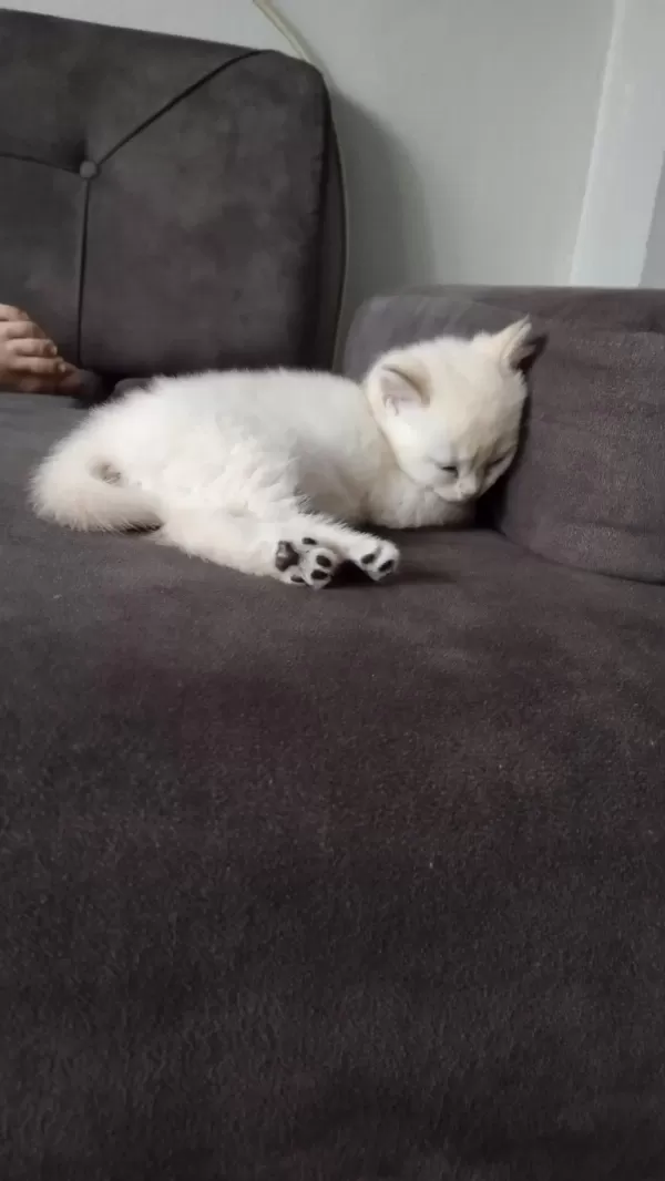 Kaçırmayın Çok Tatlı Bir Erkek Kedidir