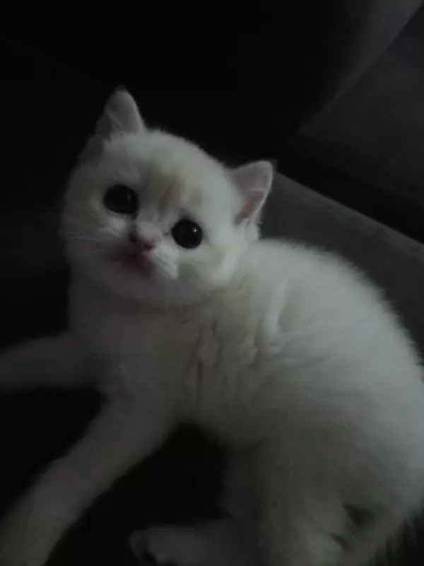 Kaçırmayın Çok Tatlı Bir Erkek Kedidir