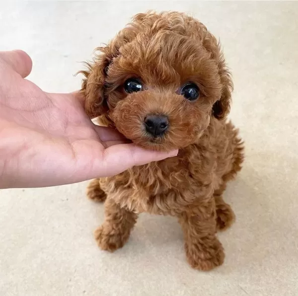 İrkinin En Güzeli Toy Poodle Bebekler