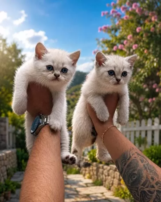British Shorthair Yavrulari