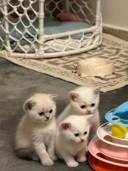 British Shorthair Yavrulari