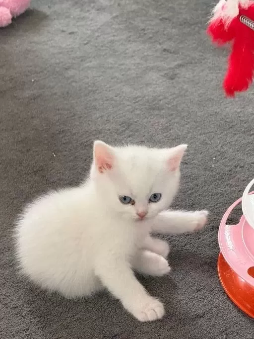 British Shorthair Yavrulari