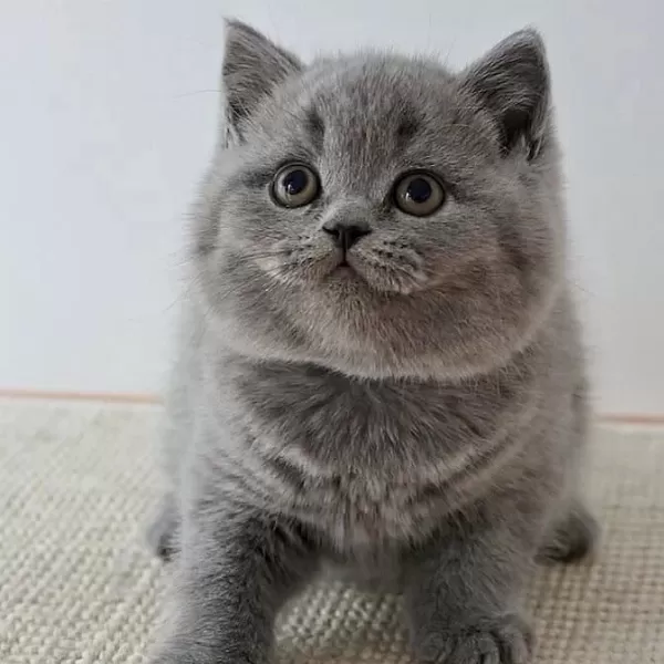 British Shorthair Yavrulari