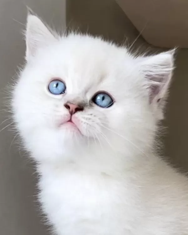 British Shorthair Yavrulari