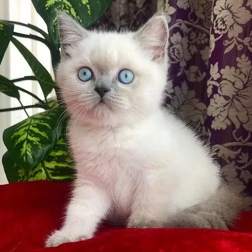 British Shorthair Yavrulari