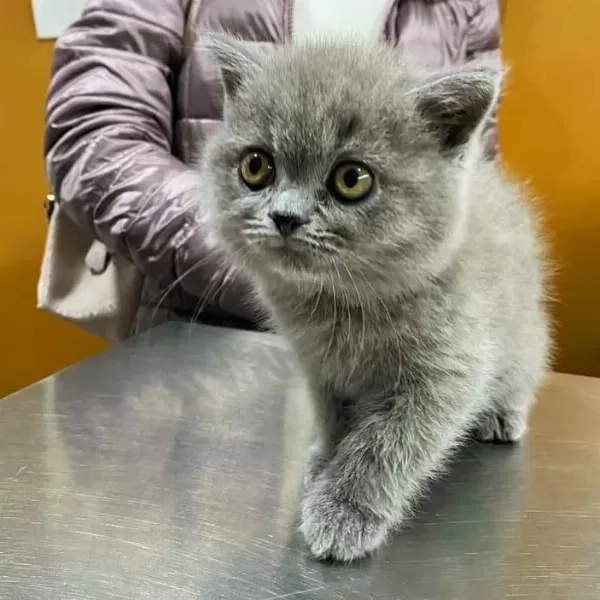 British Shorthair Yavrulari