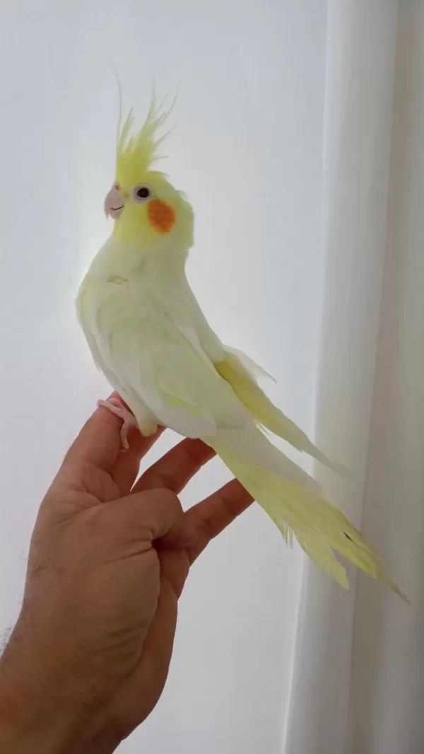 Damızlık Sultan Papağanları