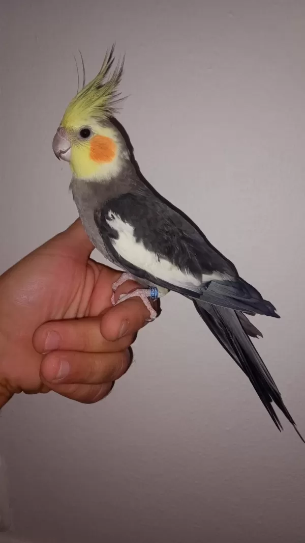 Damızlık Sultan Papağanları
