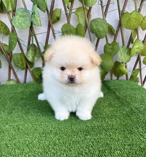 Pomeranian Boo Erkek