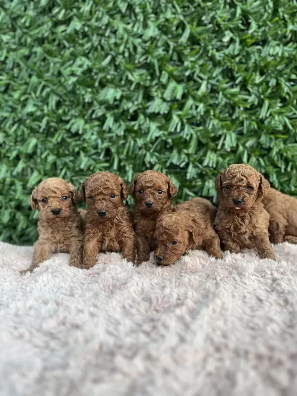 Rezerve Açık Toy Poodle Bebekler
